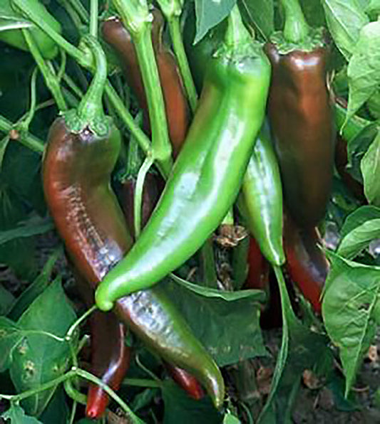 Hatch Chile Seeds: From Planting to Harvest