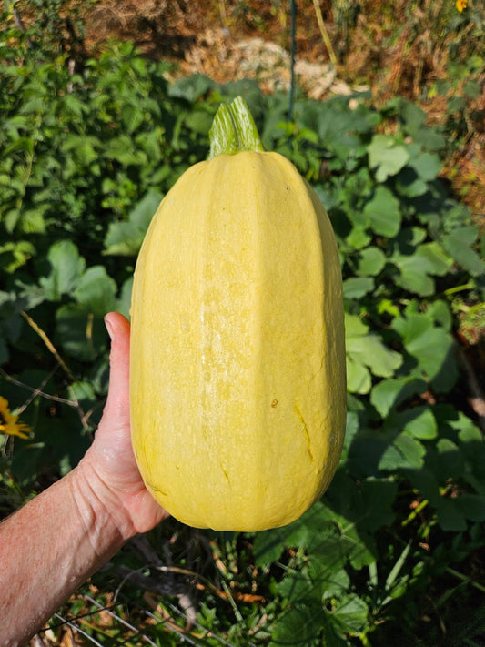 Growing Spaghetti Squash