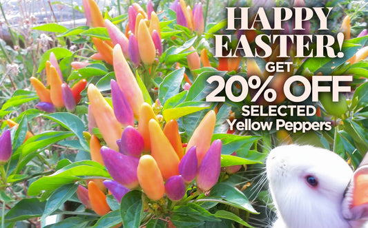 Discount Seeds: Easter Sale on Yellow Pepper Seeds!