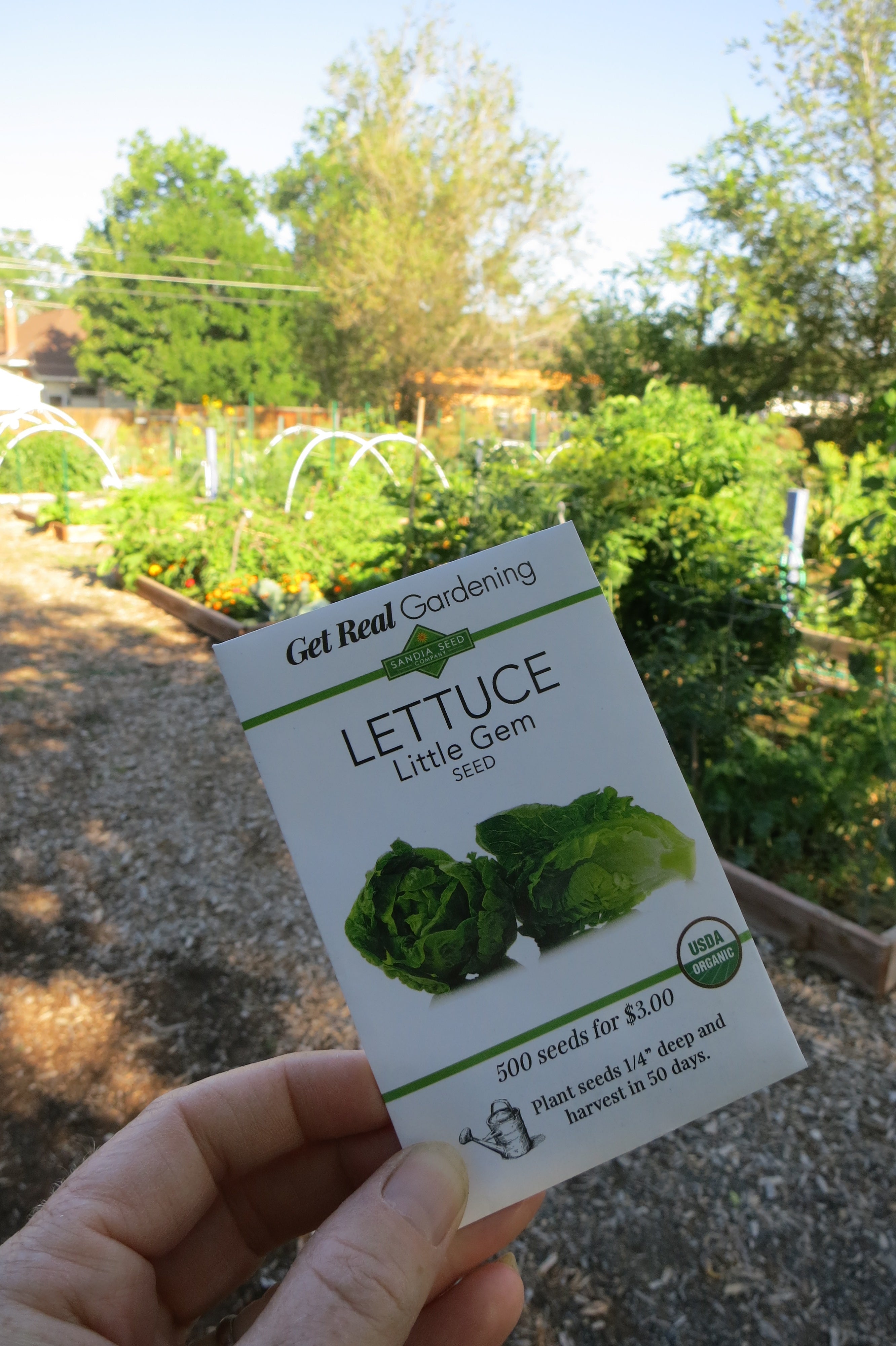 Little Gem Lettuce (50 Days)