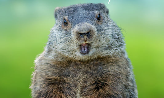 Happy Groundhog Day! $5 Off Seeds Sale