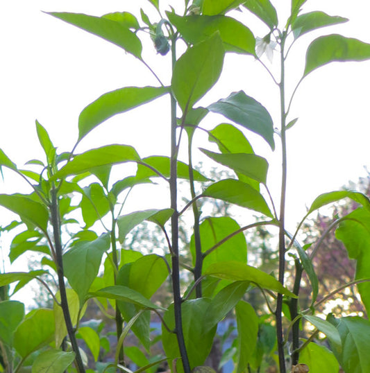 98% of New Mexico Green Chile is Direct Seeded