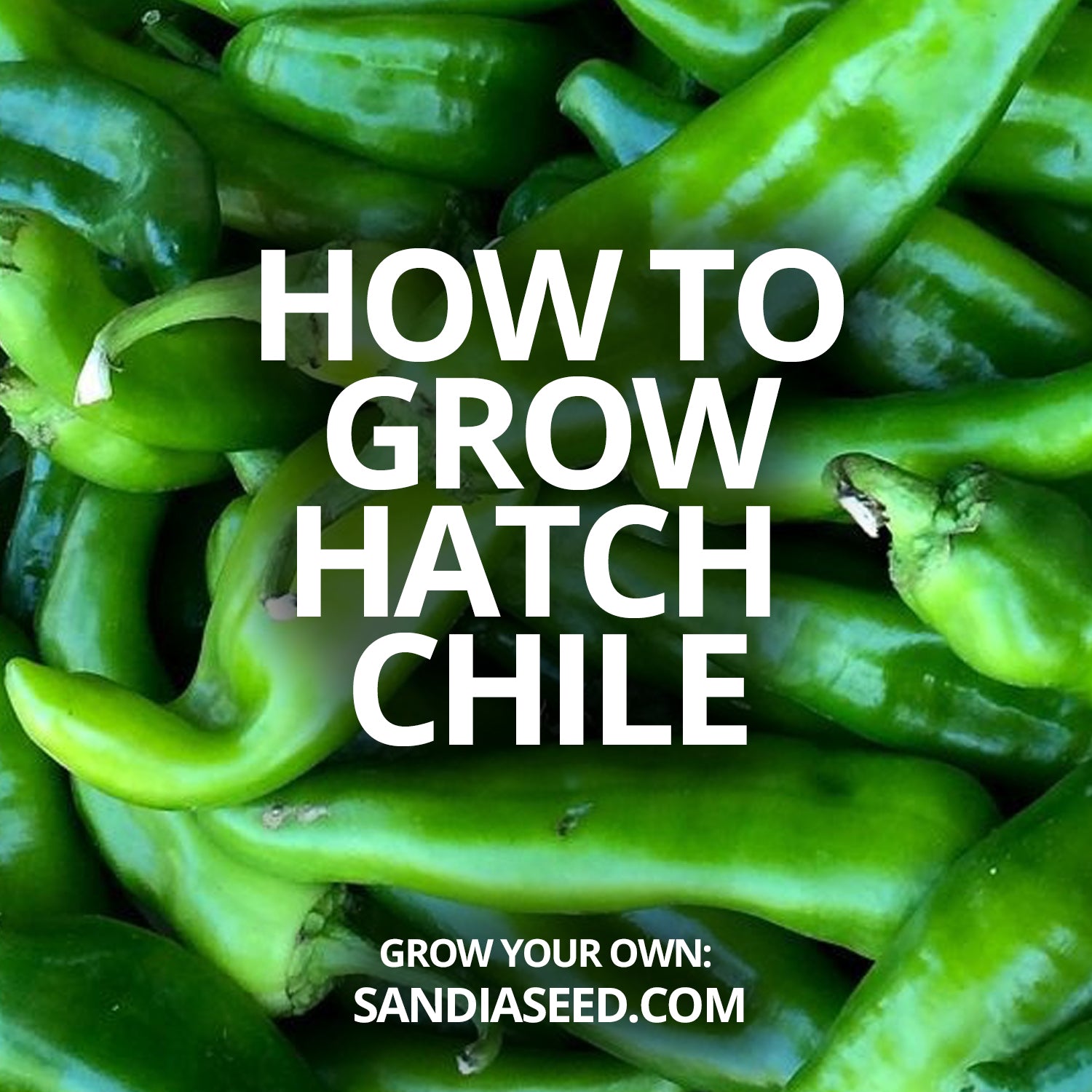 How to grow Hatch Chile – Sandia Seed Company