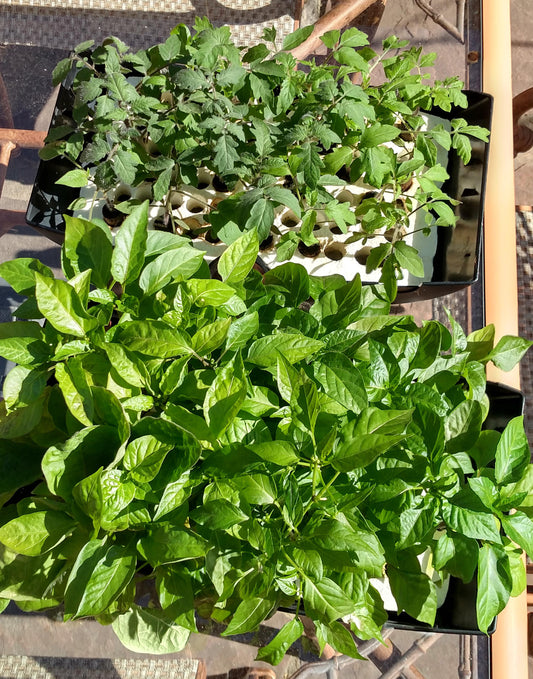 Strengthen Seedlings Before Planting