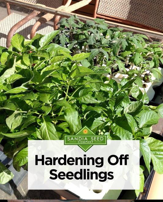 Hardening Off Seedlings