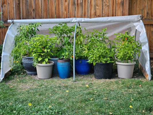 October Gardening Tips