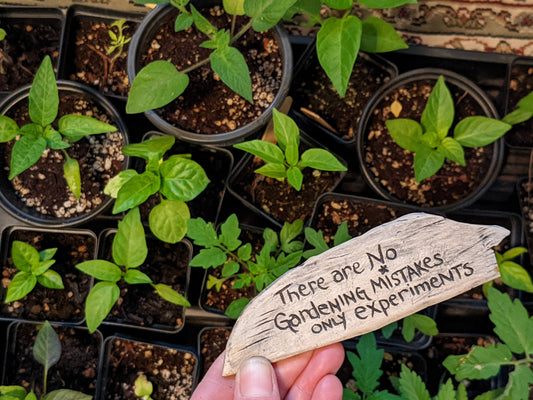 Start Your Own Garden from Seed
