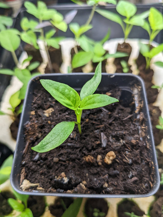 Seed Starting Mistakes