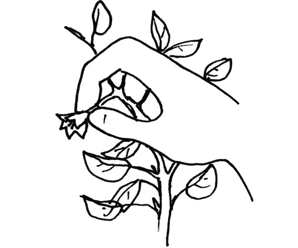www.sandiaseed.com
