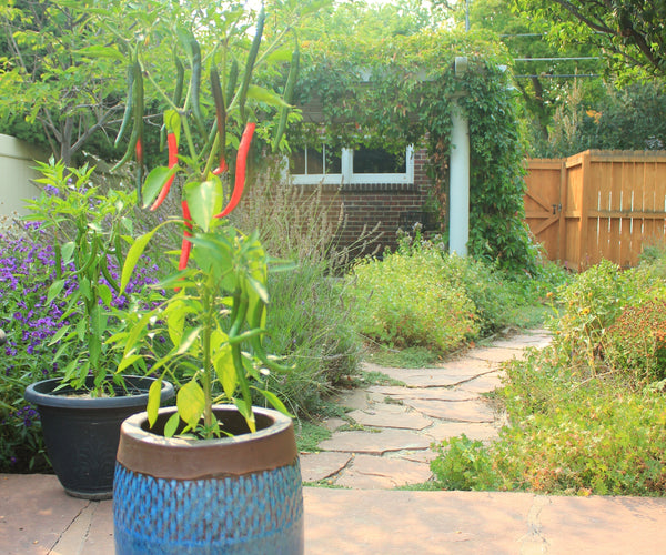 firestick plant Buy 'Pencil Cactus - Euphorbia tirucalli Firesticks' Care and Growing Guide