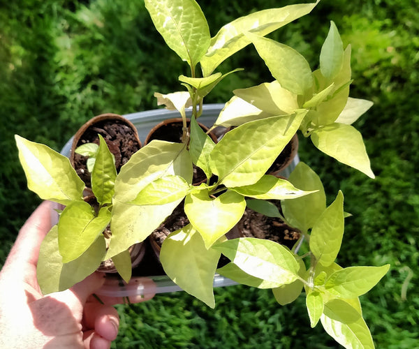 a hoya plant Hoya Pubicalyx Green Houseplant with Planter - Medium (7-11
