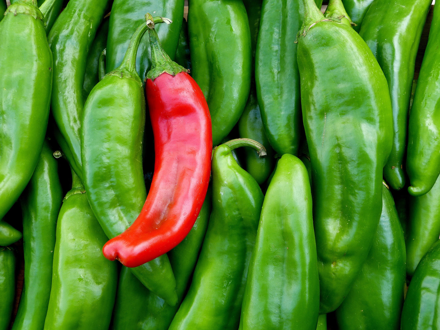 Green Chile Seeds