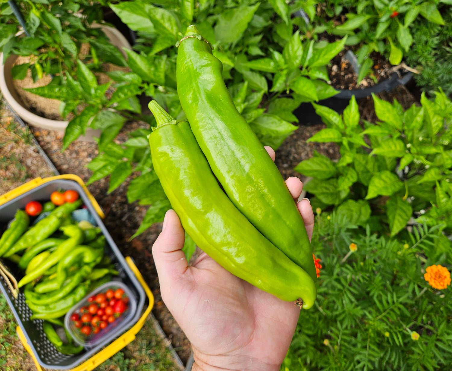 Green Chile Seeds