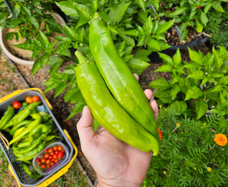 Green Chile Seeds