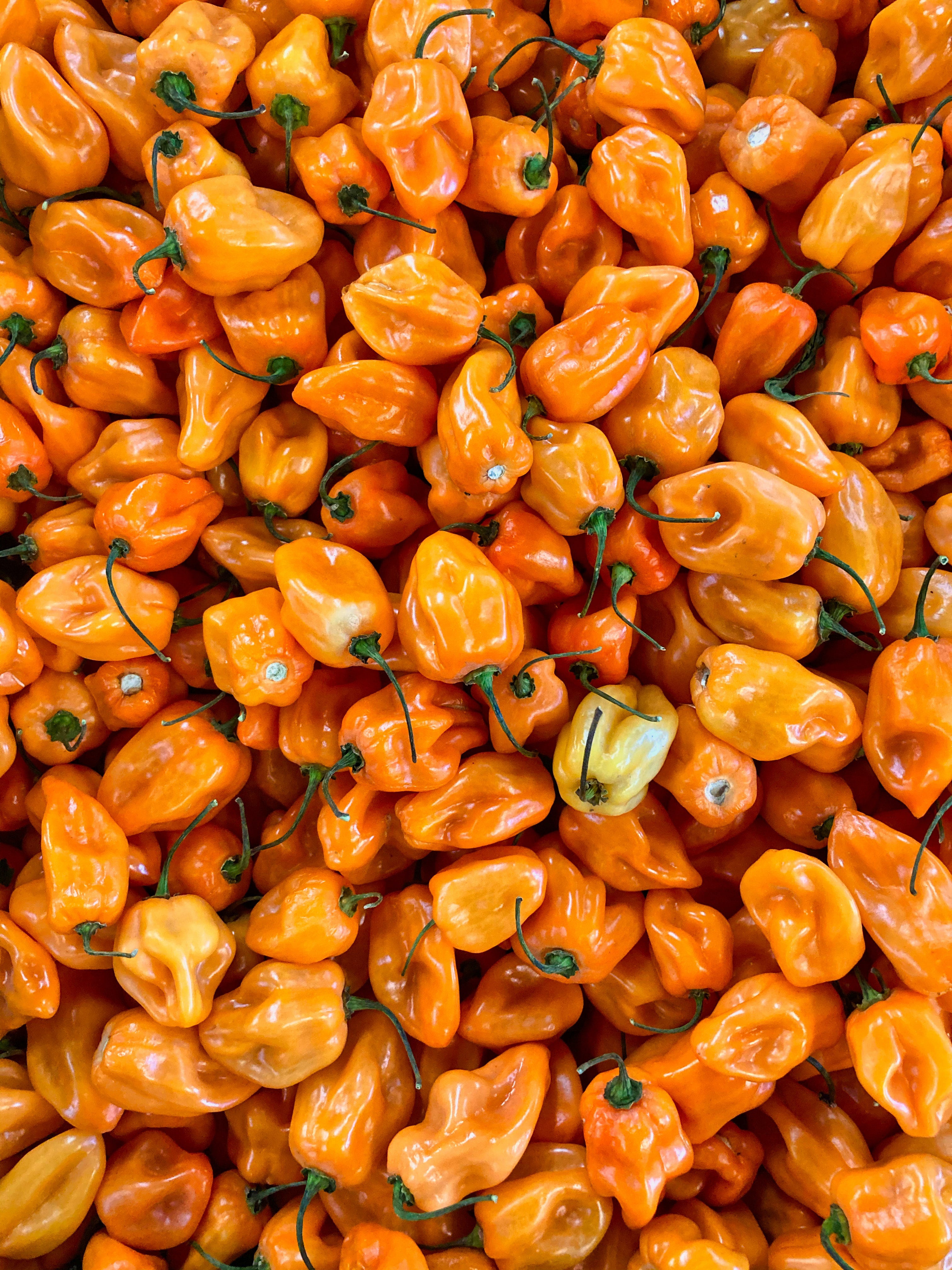 Hot Pepper Seeds Habanero Cayenne Scotch Bonnet Bishop Crown