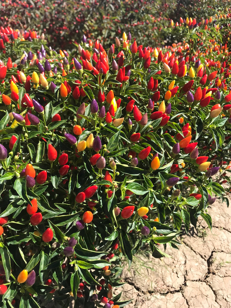 Ornamental Pepper Seeds
