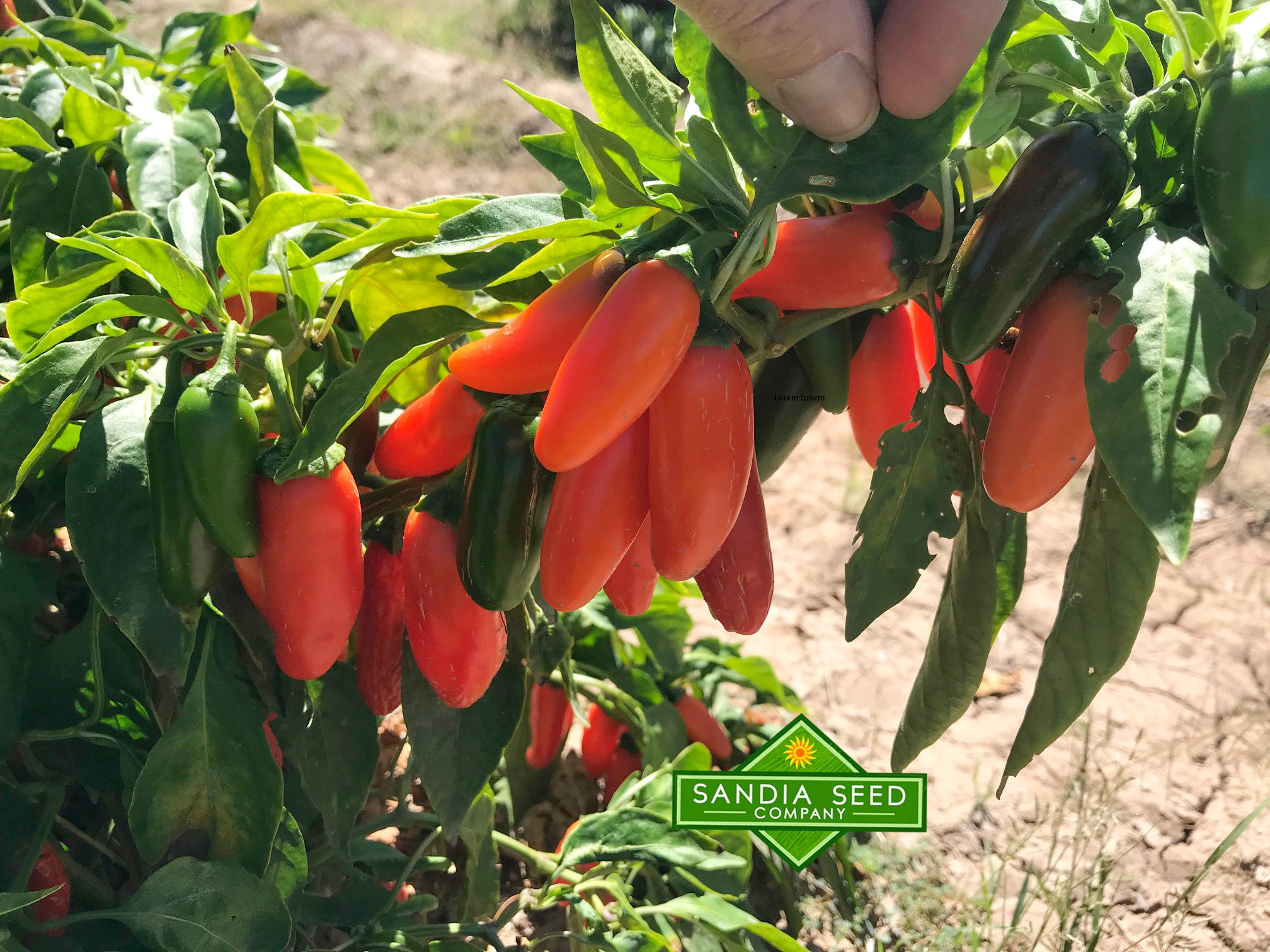 Jalapeno Seeds Sandia Seed Company
