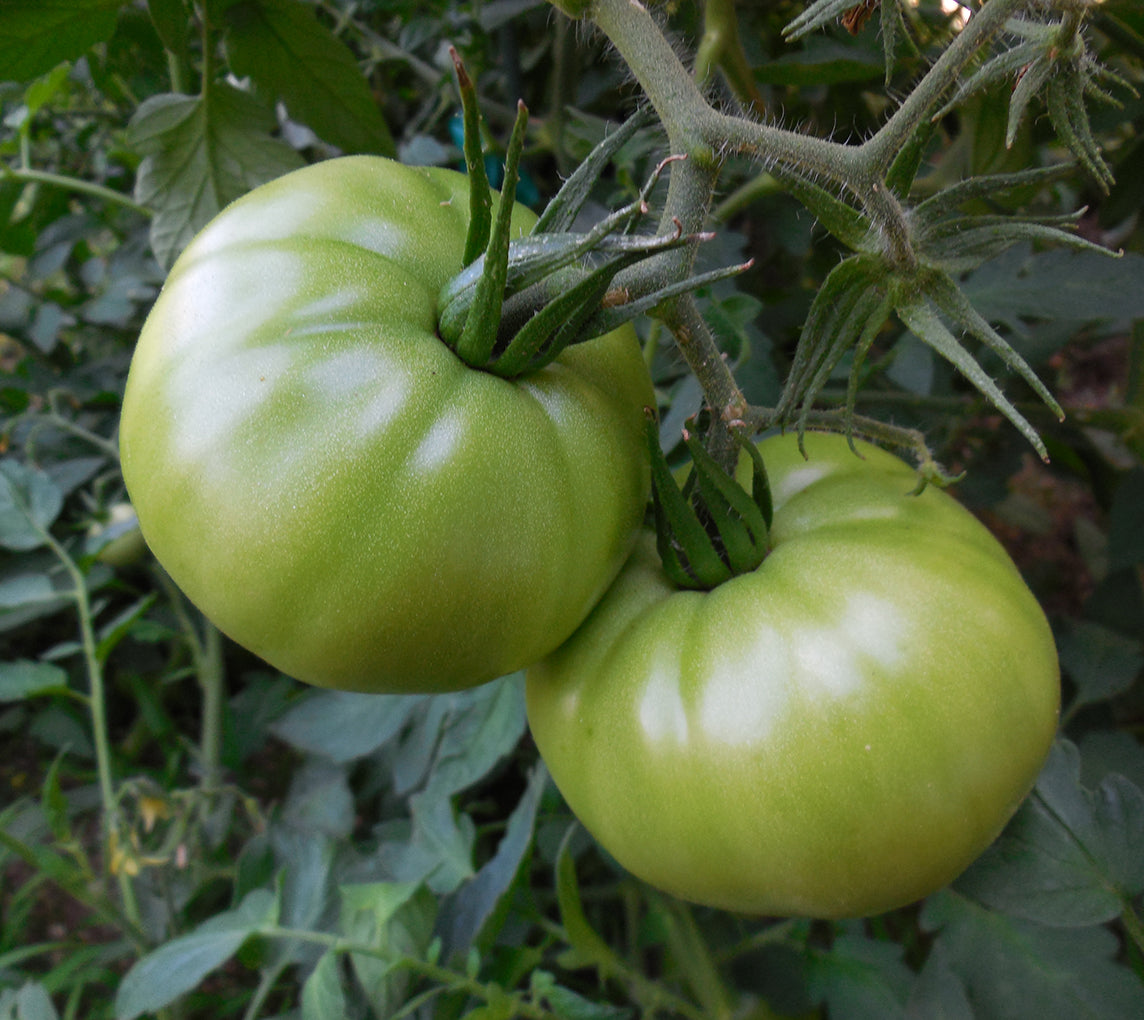 Mortgage Lifter Tomato Seeds - Huge Tasty Beefsteak - Heirloom
