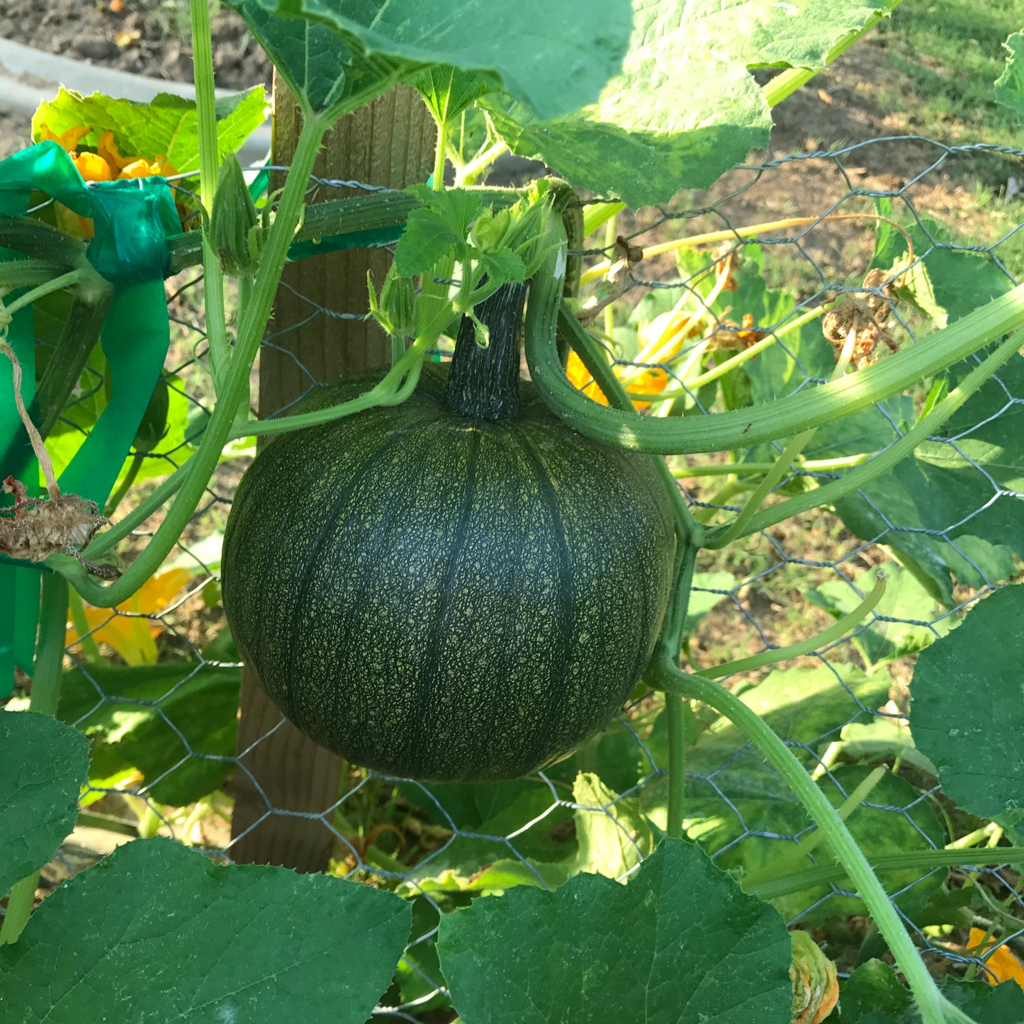Green watermelon growing on a vine with leaves and a wooden stake in the background.