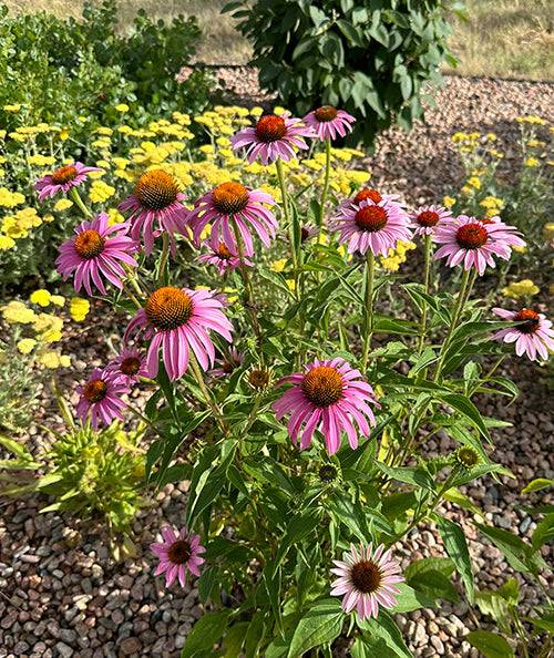 Echinacea Seeds - Purple Coneflower in full bloom in a rock garden, showing easy-to-grow, non-GMO flowers perfect for pollinator habitats.
