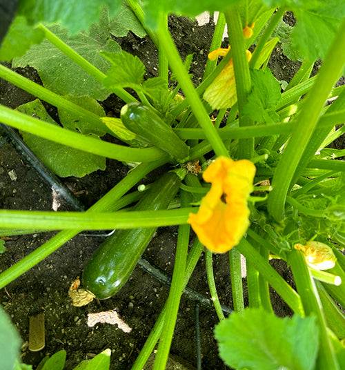 Black Beauty Zucchini squash growing among green leaves and yellow blossoms, perfect for home gardeners seeking easy summer crops.