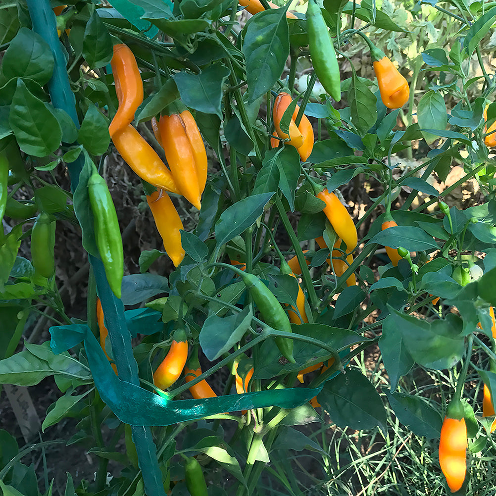 Aji Amarillo pepper plant with multiple fruits in various ripening stages, from green to orange, ideal for spicy homegrown harvests.