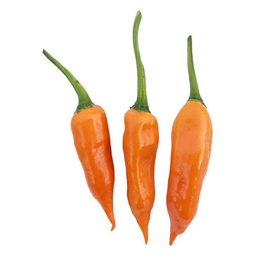 Aji Amarillo Seeds - Essential Peruvian Chile - Fruity Flavor
