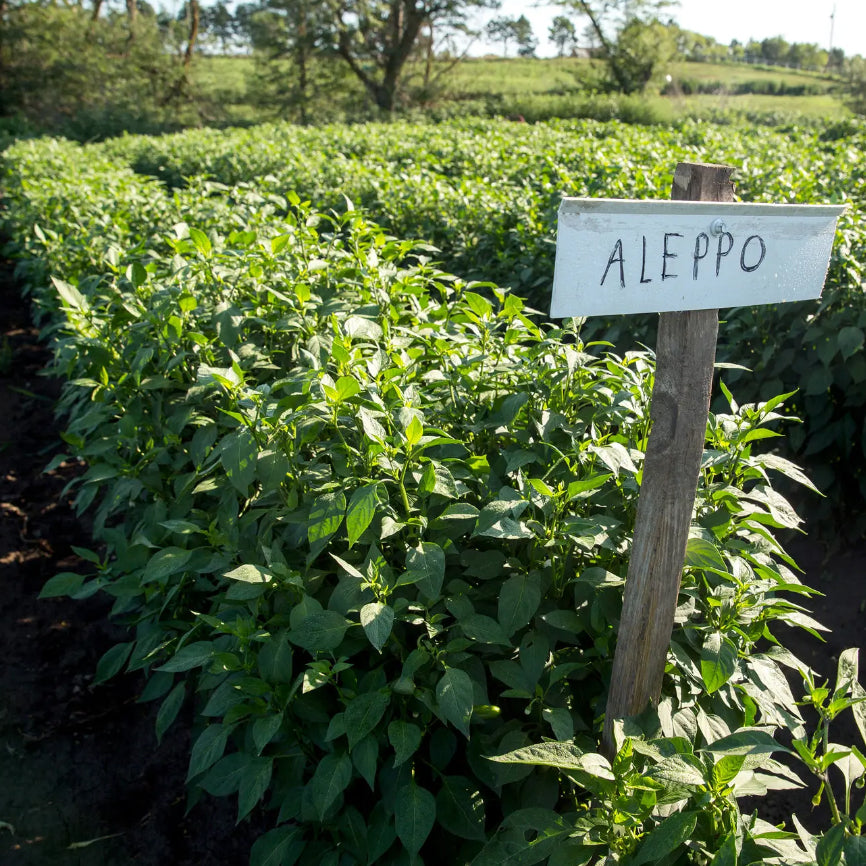 Aleppo Pepper Seeds - Grow Your Spice - Heirloom, Hot Flavor - ON SALE