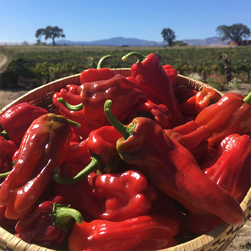 Aleppo Pepper Seeds - Aromatic and Fruity