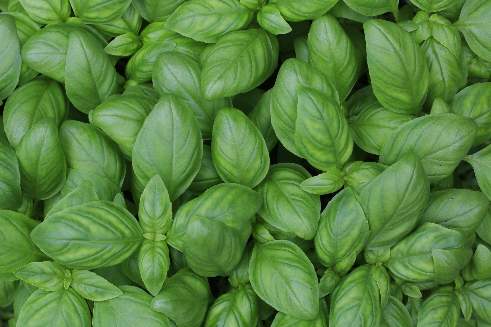 Close-up of fresh Genovese basil leaves, part of the Herb Seeds Bundle. Perfect for homegrown flavor in your herb garden.