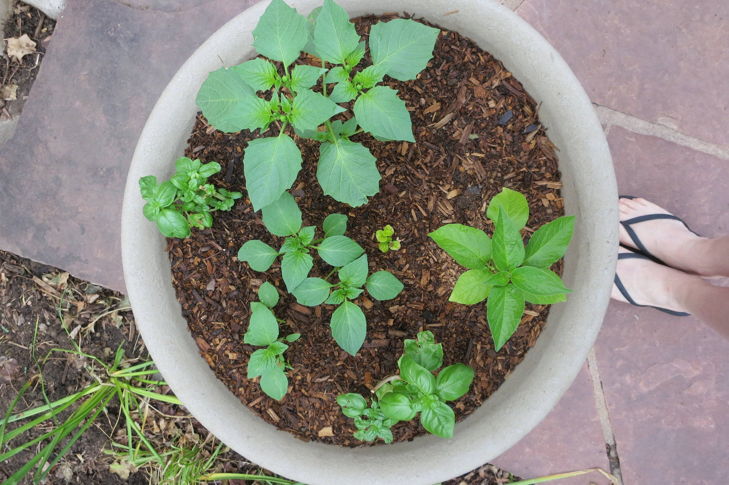 Top view of a container garden with Basil Genovese and other plants. Ideal for small-space gardening and fresh herb harvesting.