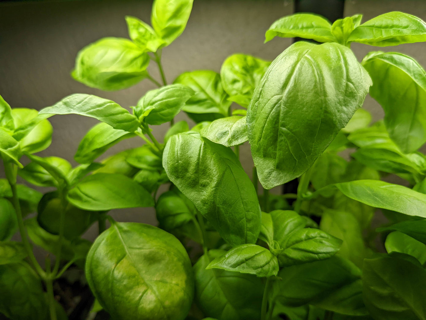 Thriving Basil Genovese plants growing indoors under light. Lush green leaves highlight the plant's aromatic and flavorful qualities.