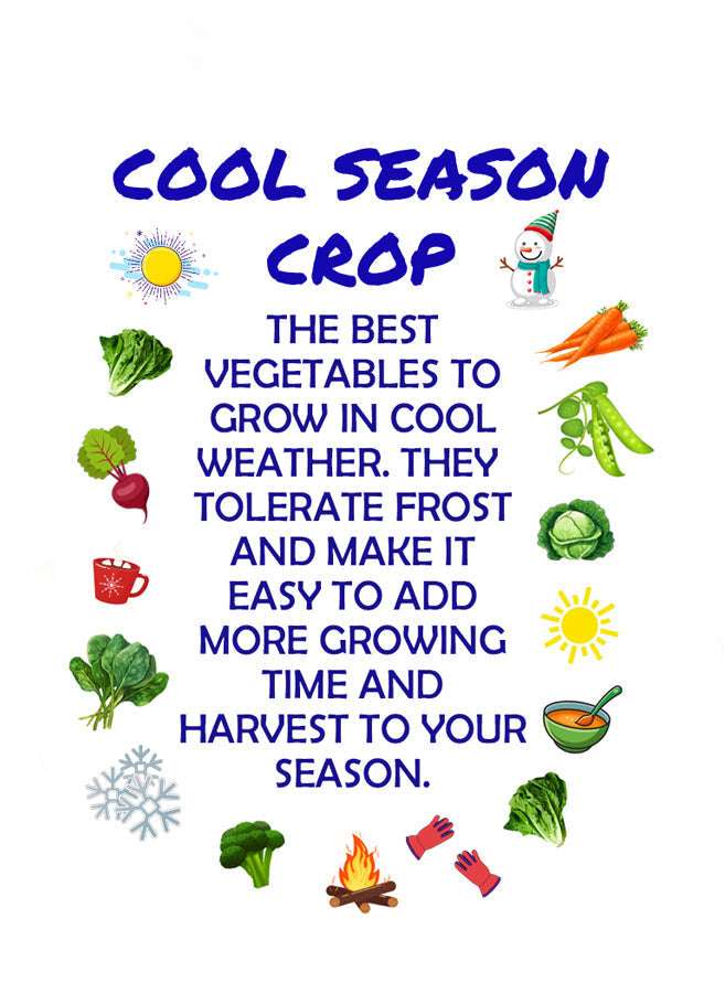 Detroit Dark Red Beet seed packet from Cool-Season Vegetable Bundle. Contains 150 seeds for $3.00, harvestable in 60 days.