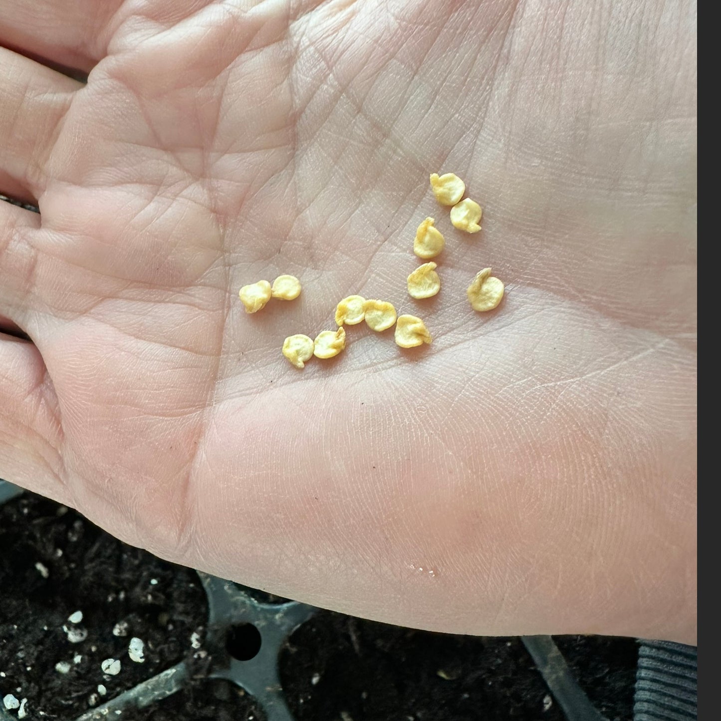 Hand holding Bhut Jolokia Ghost Pepper Seeds, small and yellow, ready for planting in home gardens or greenhouses.