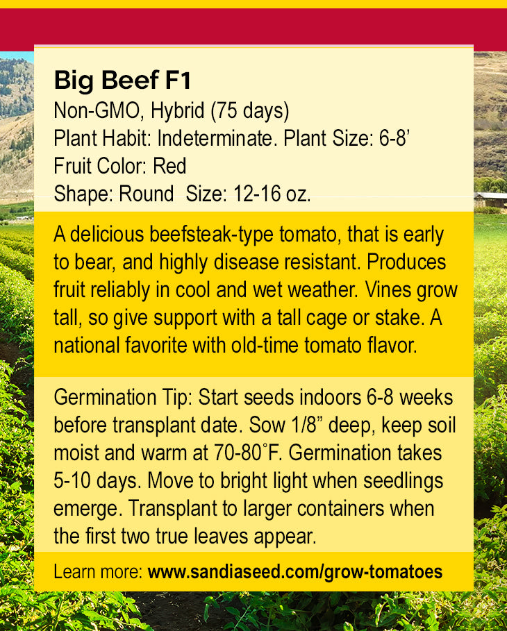 Big Beef F1 Tomato Seeds - Delicious and Juicy - Disease Resistant growing instructions with germination tips, plant height, and fruit size details.