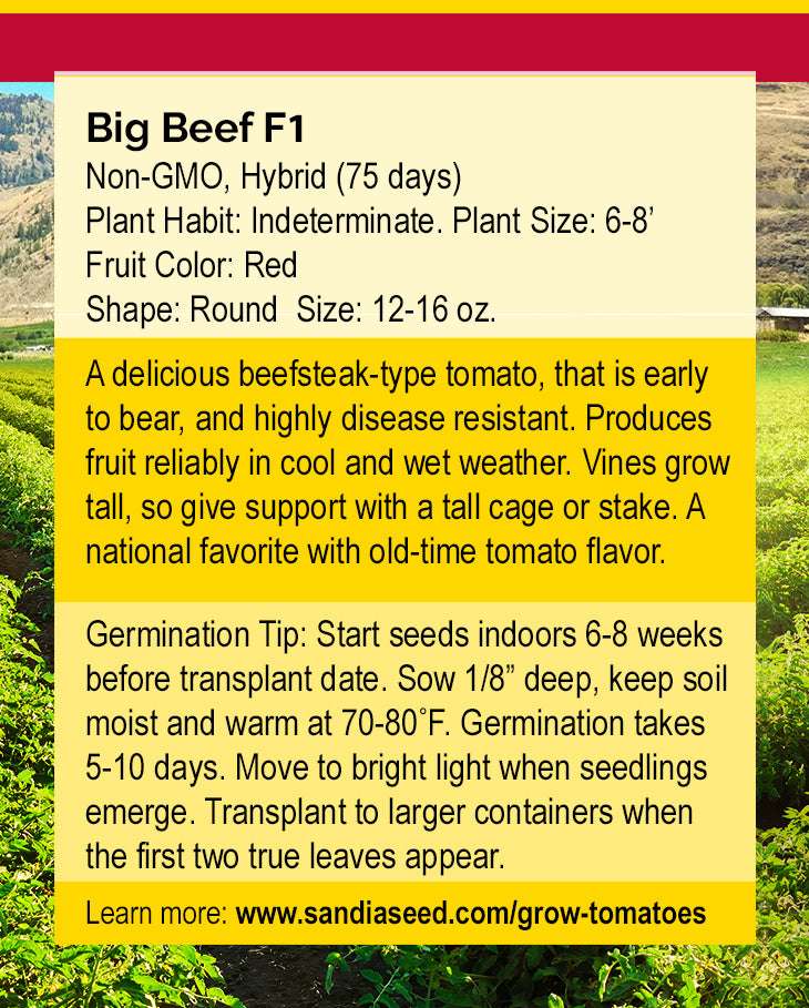 Big Beef F1 Tomato Seeds - Delicious and Juicy - Disease Resistant growing instructions with germination tips, plant height, and fruit size details.