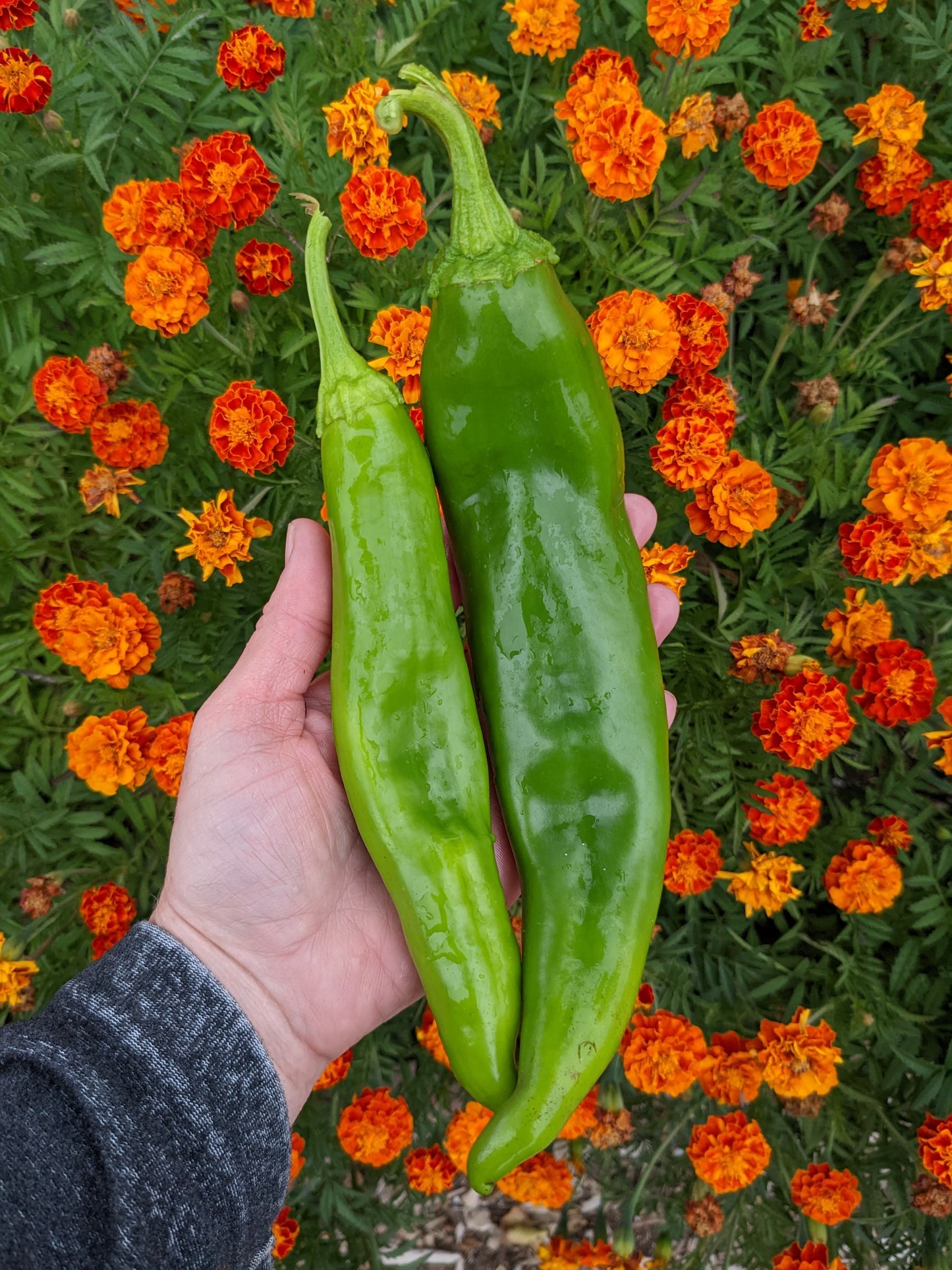 Freshly harvested Big Jim Legacy green chiles held in hand, ideal for home gardeners seeking authentic New Mexico pepper flavor.