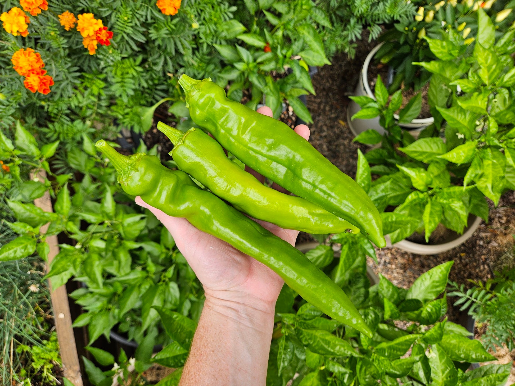 Hand holding three large Big Jim Legacy green chiles in a garden, highlighting their size, freshness, and suitability for home growing.