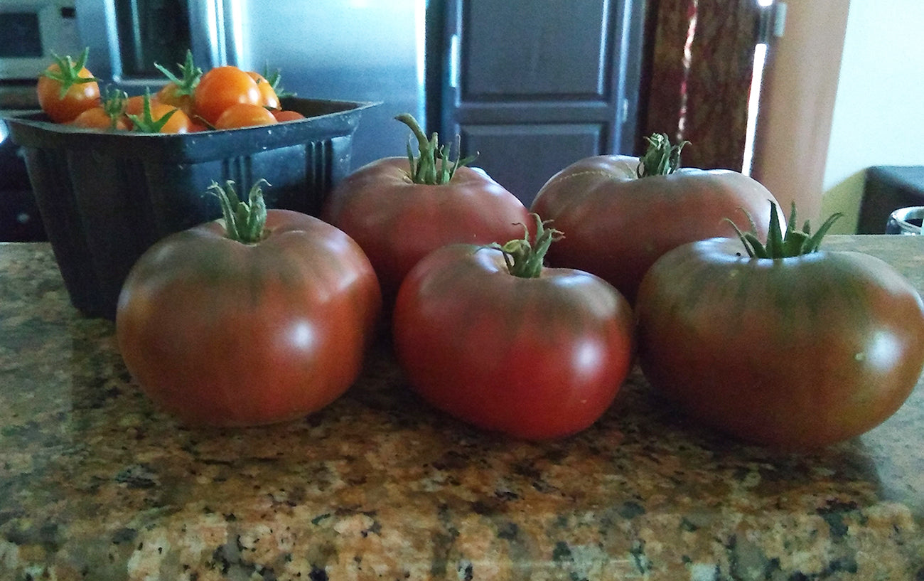 Freshly harvested Black Krim tomatoes with rich maroon coloring and green tops, displayed on a kitchen counter for home gardening.