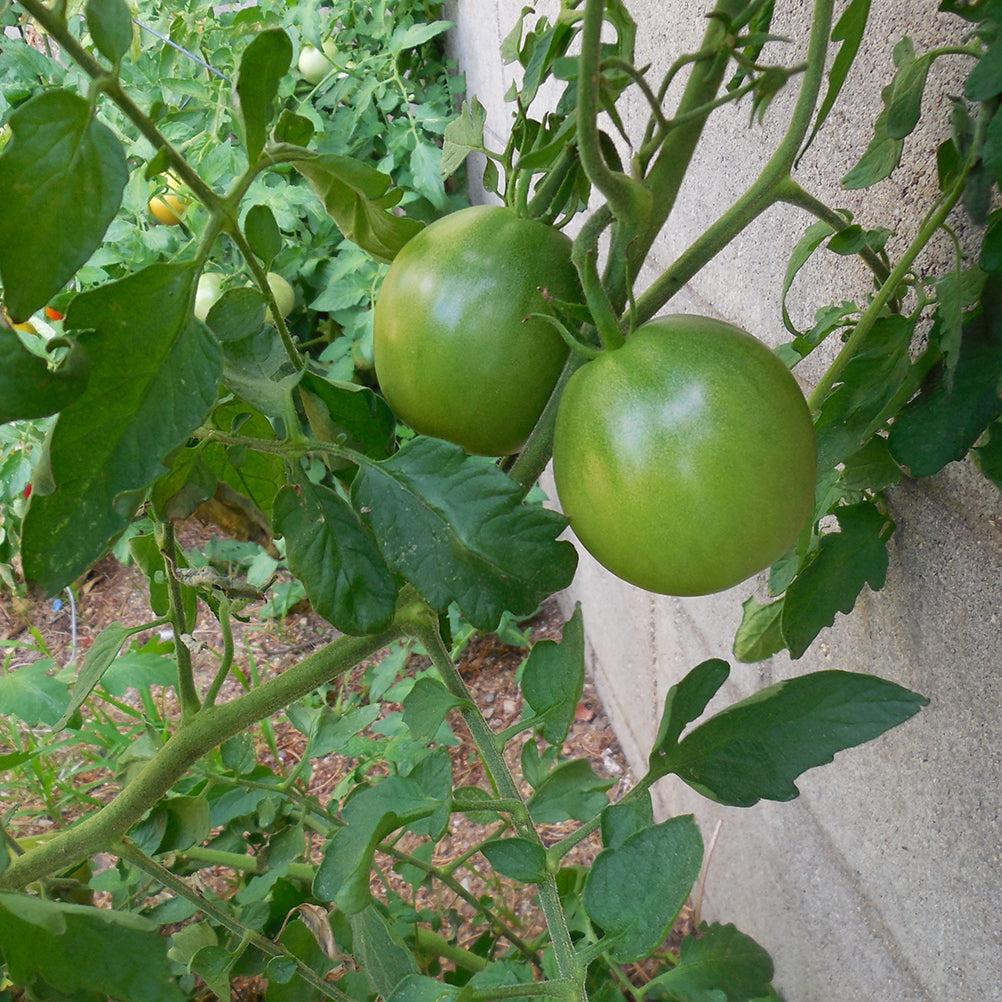 Unripe Black Prince heirloom tomatoes growing on the vine, showcasing early fruit stage for home gardeners using Black Prince Tomato Seeds.