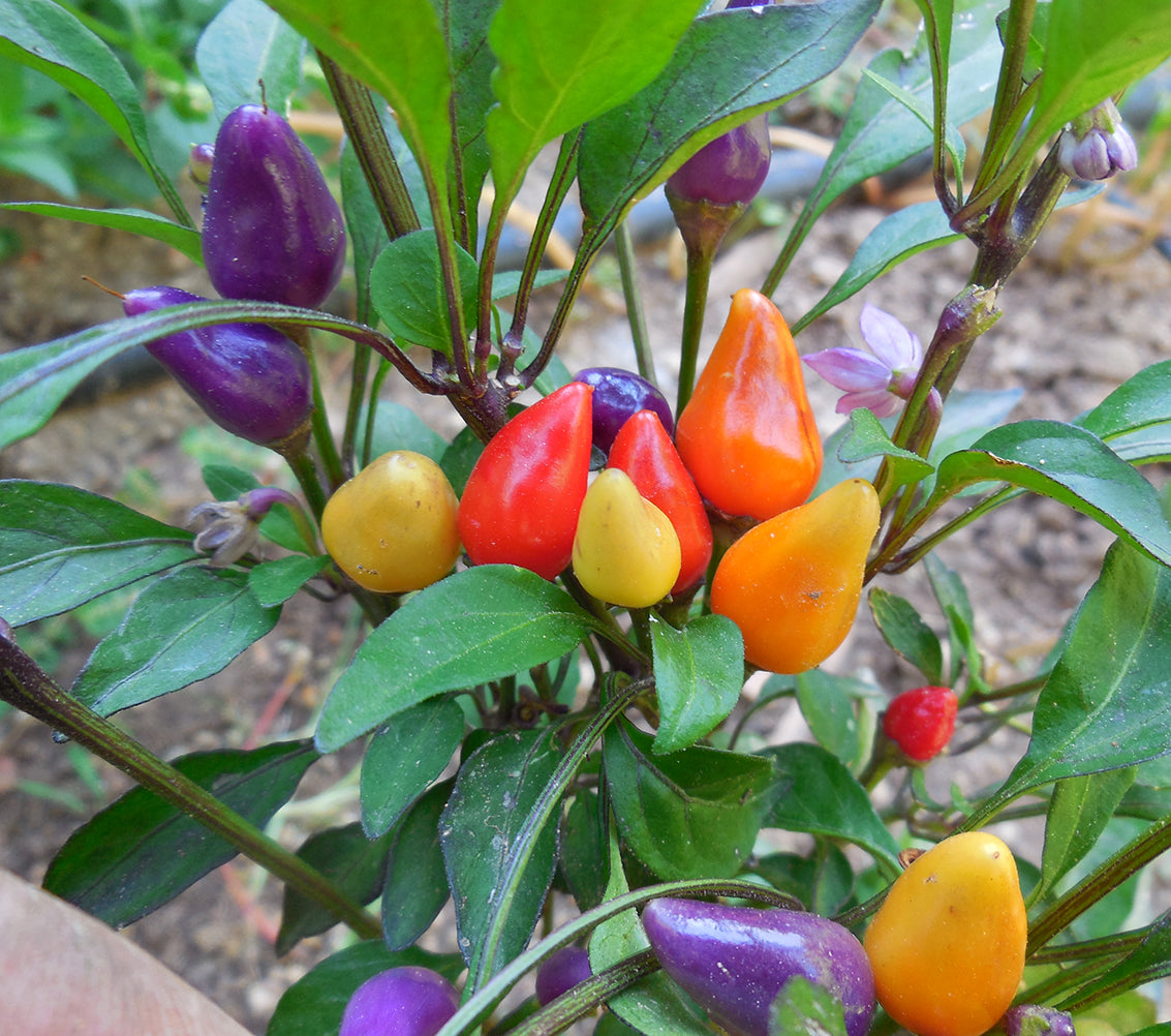 Cluster of Bolivian Rainbow Peppers in purple, red, orange, and yellow growing on a compact plant in a garden setting.