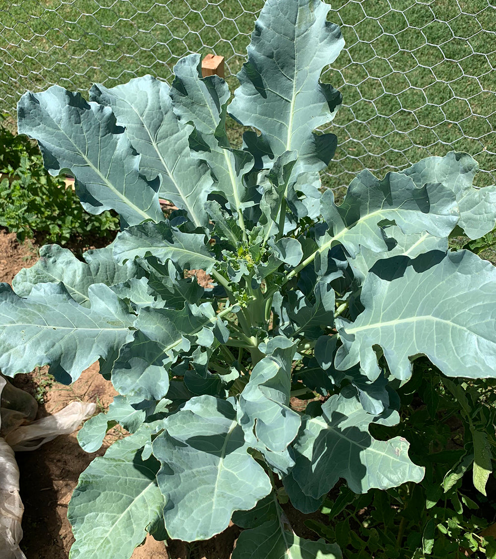 Broccoli Waltham 29 Seeds - Nutrient Rich Superfood