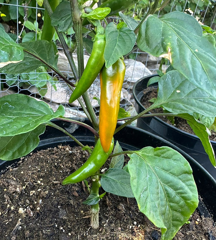 Bulgarian Carrot Pepper Seeds - Very Hot Peppers - Heirloom- maturing peppers on a potted plant, showing green to orange ripening stages for home gardening.