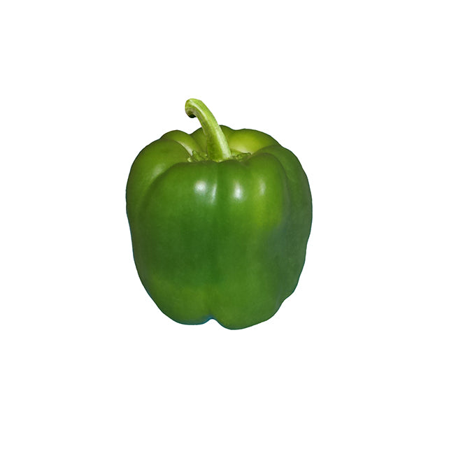 Green Cal Wonder Bell Pepper Seeds - Heirloom - Sweet & Crunchy variety shown as a single fresh green bell pepper with smooth skin.