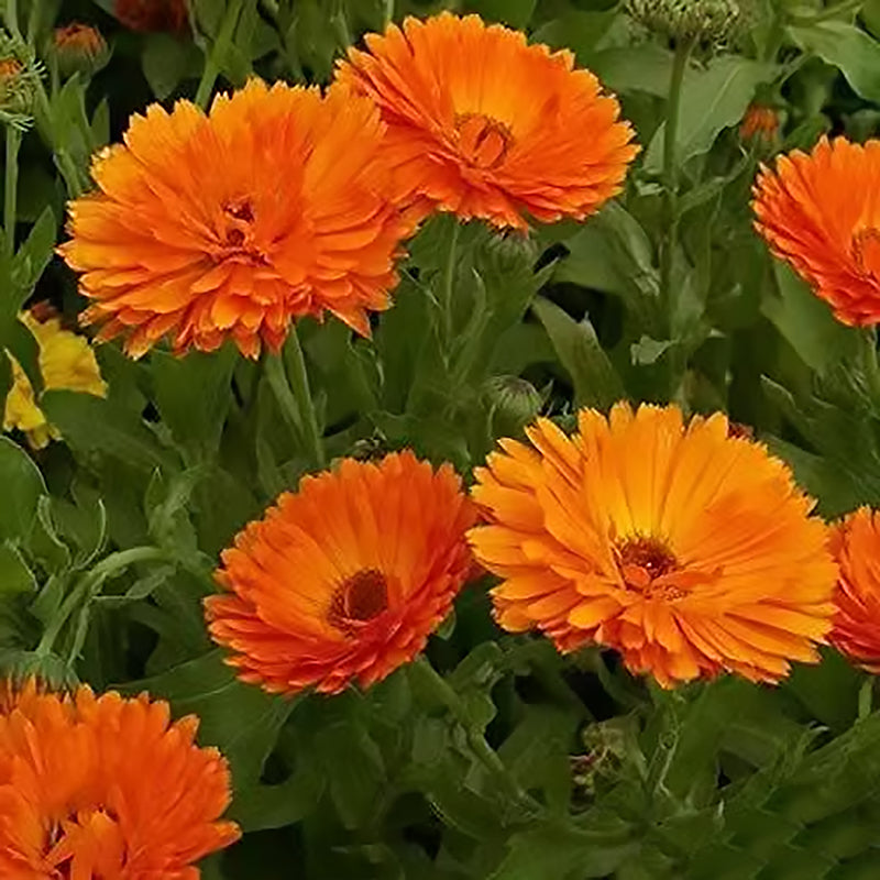 Close-up of blooming Calendula Ball's Orange flowers with vivid orange petals, perfect for attracting pollinators and use in bouquets or salads.