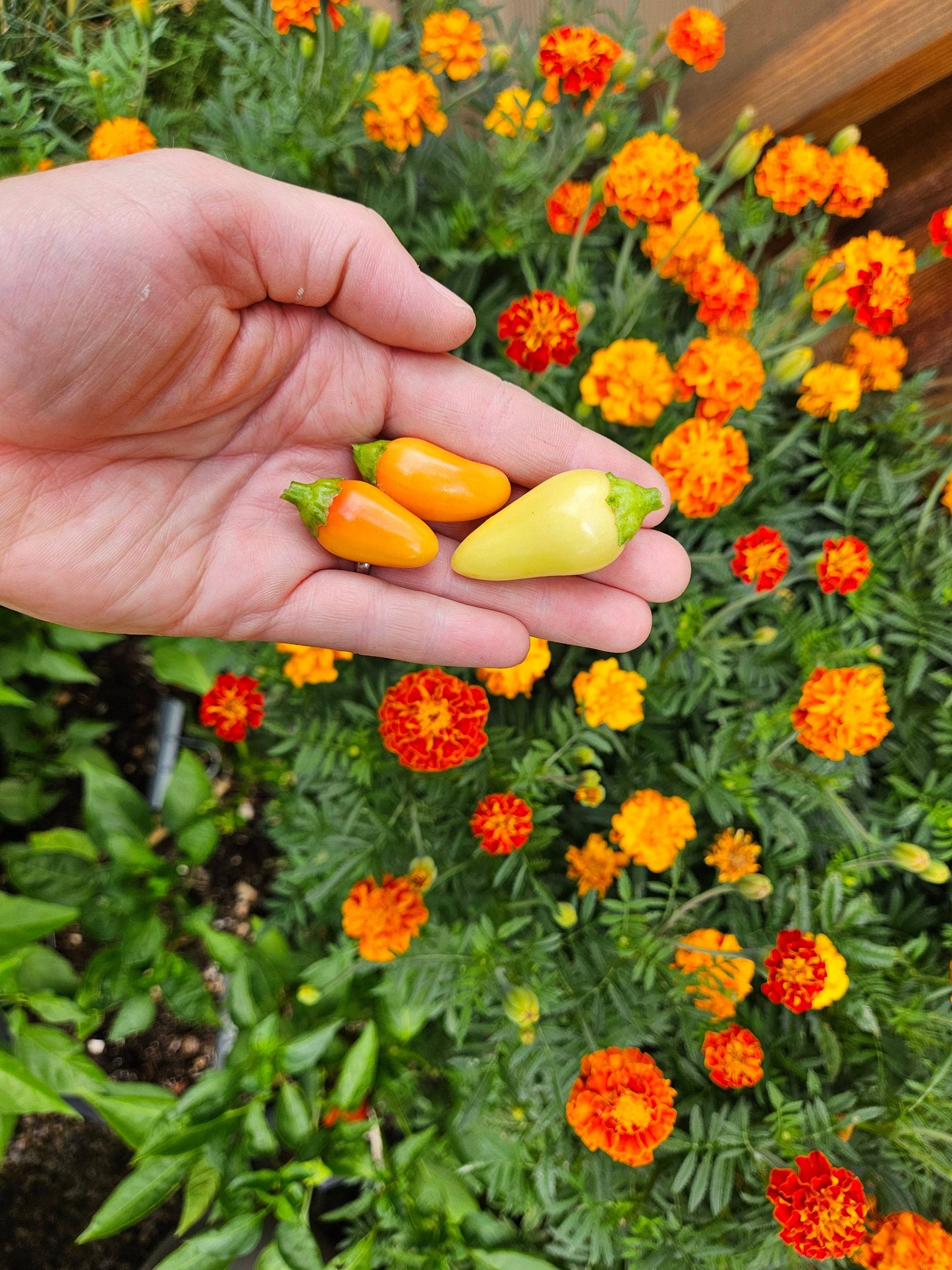 Freshly harvested Cascabella peppers in hand with marigolds in background. Medium heat heirloom peppers are perfect for home gardens.