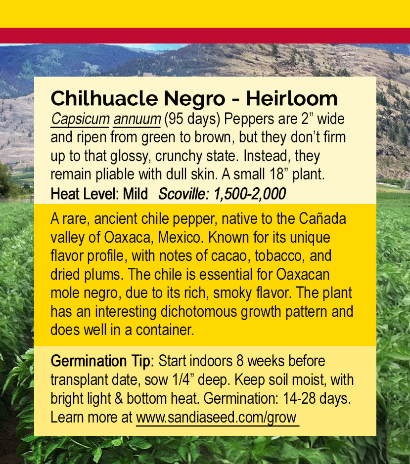 Chilhuacle Negro Pepper Seeds - Rare Mole Pepper - Mild Complex Flavor