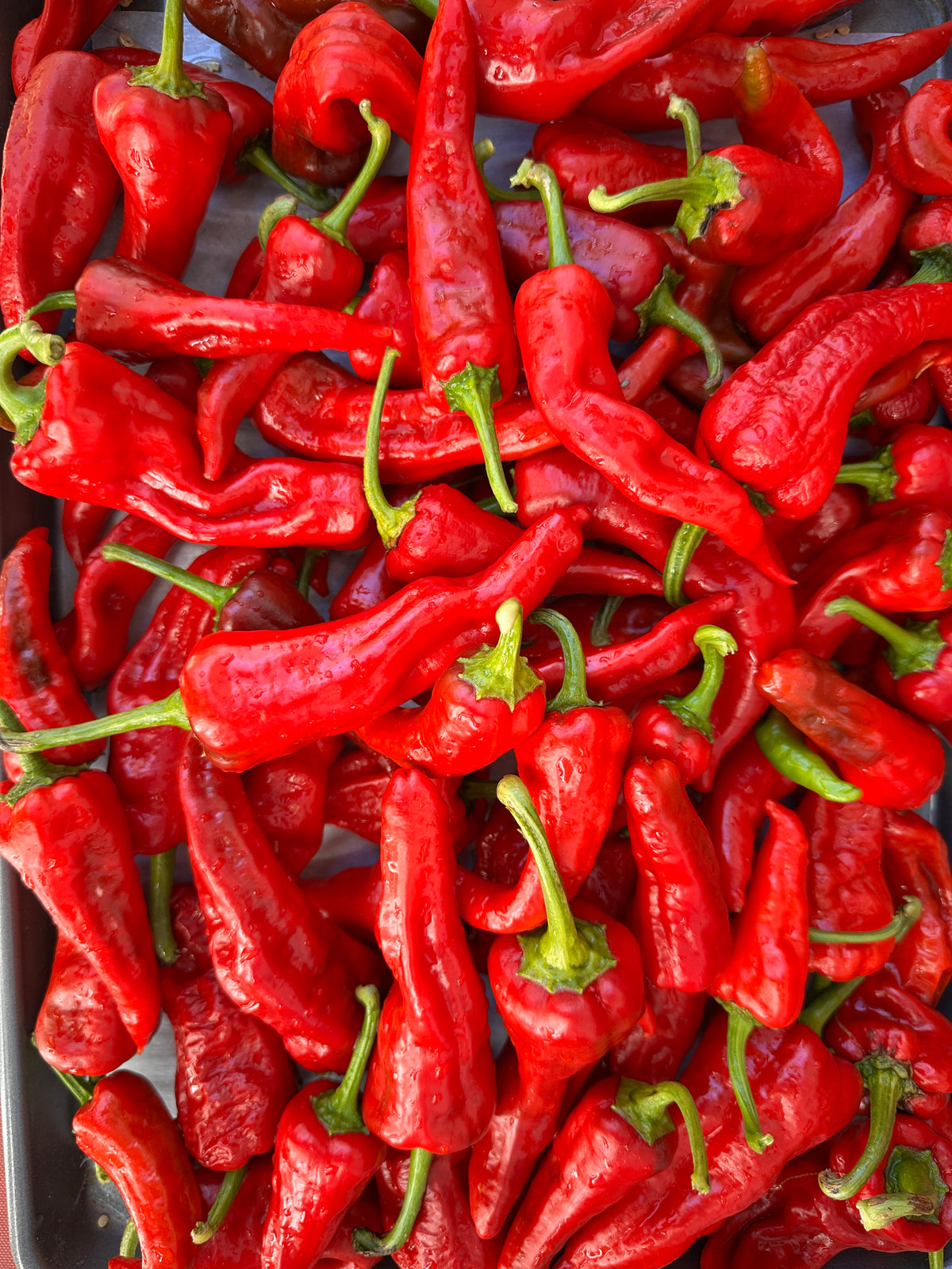 Chimayo Chile Seeds - Chimayo harvest