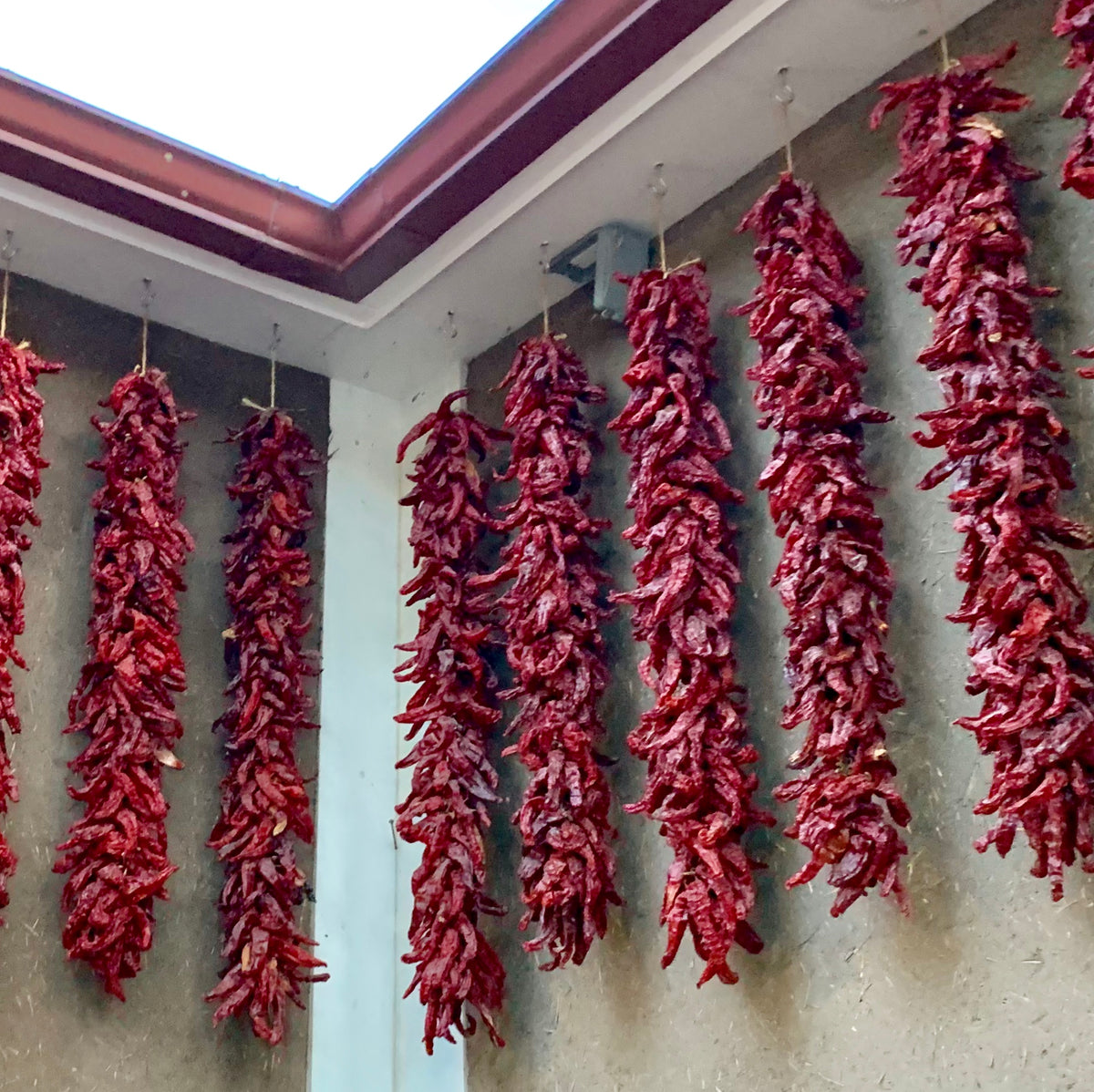 Multiple Chimayo chile ristras hanging to dry indoors, showcasing traditional New Mexican preservation of medium-heat heirloom peppers.