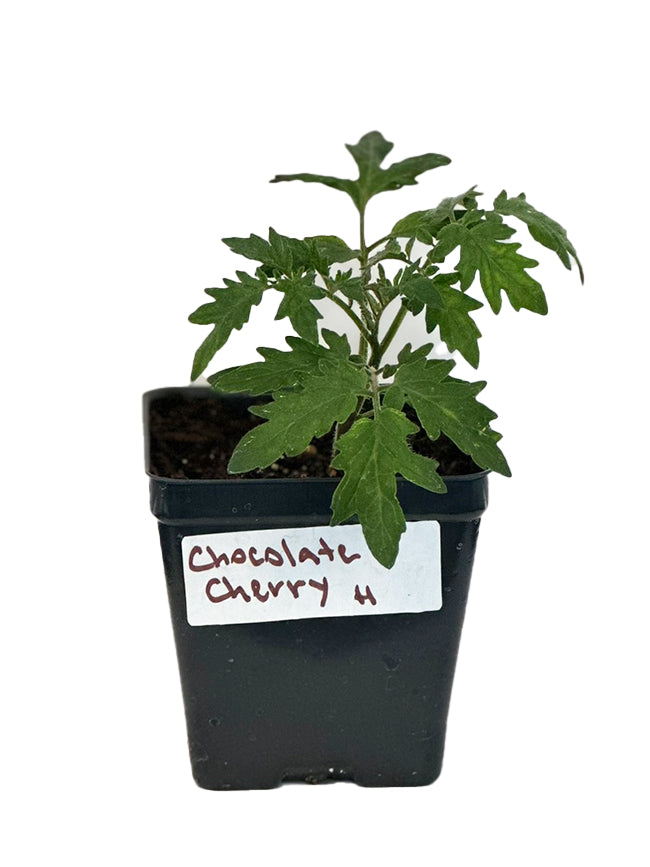 Young Chocolate Cherry tomato seedling in a labeled pot, ideal for transplanting into home gardens for heirloom tomato harvests.